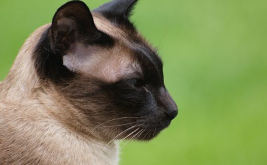 宠物猫肖像图片素材