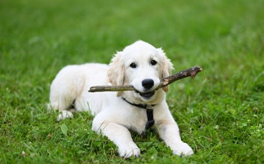 趴在绿色草地上的白色金毛犬图片