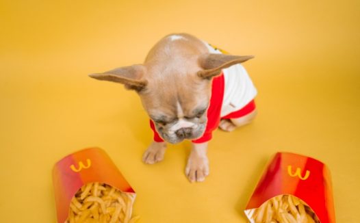 薯条和可爱狗狗图片