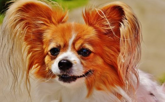 宠物狗蝴蝶犬图片