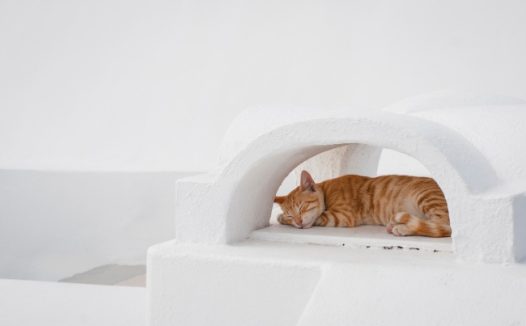 可爱橘猫睡觉图片