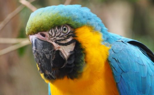 多彩鹦鹉局部图片