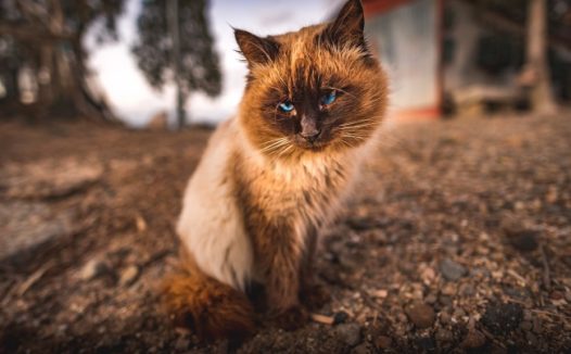 可爱泰国暹罗猫图片