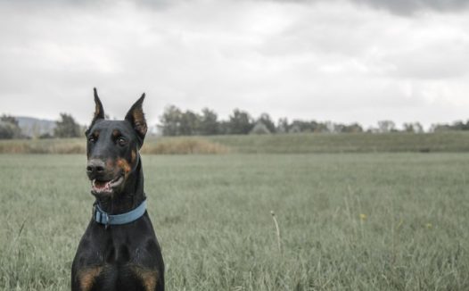 杜宾犬立耳图片