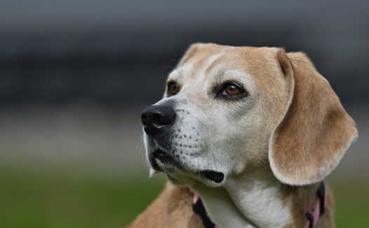 比格犬宠物摄影图片