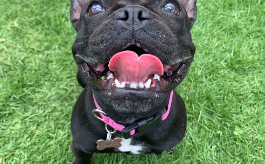 绿色草地黑色斗牛犬摄影图片