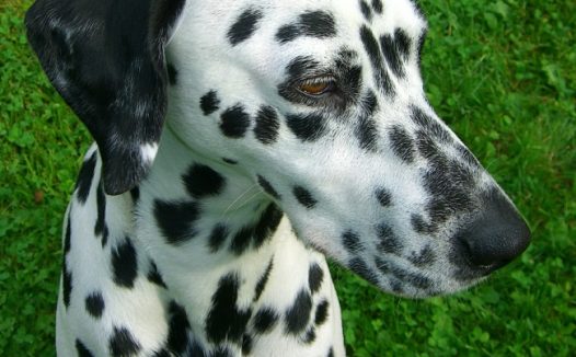 可爱斑点狗图片