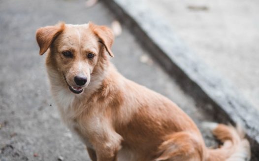 纯种中华田园犬图片