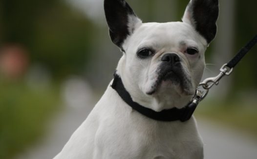 斗牛犬肖像图片