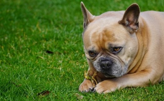 草地憨萌可爱法国斗牛犬图片
