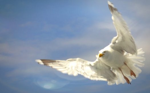 空中海鸥高飞摄影图片