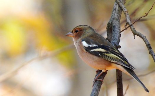 普通金雀花图片