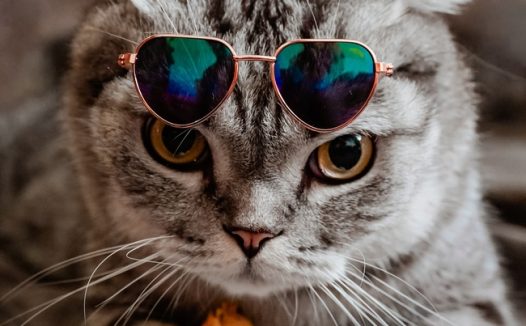 超萌苏格兰折耳猫写真图片