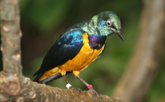 可爱彩色鸟图片