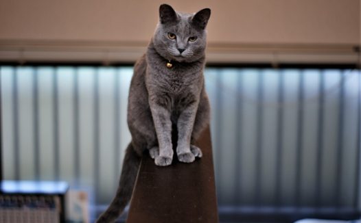 纯灰色短毛猫图片