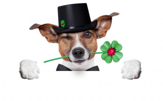 叼着四叶草的萌狗狗图片