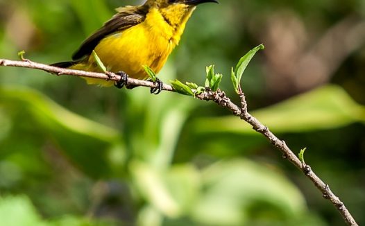 树枝上黄色小鸟图片