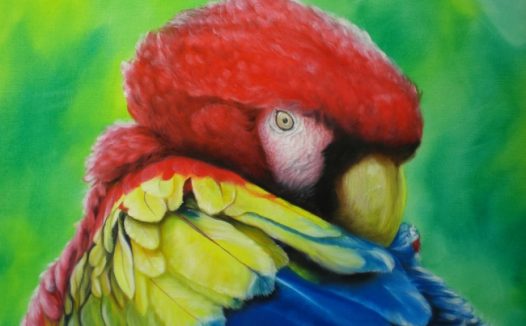 多彩鹦鹉特写图片