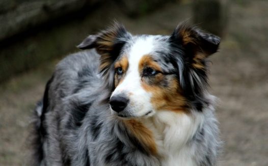 漂亮家养宠物狗图片