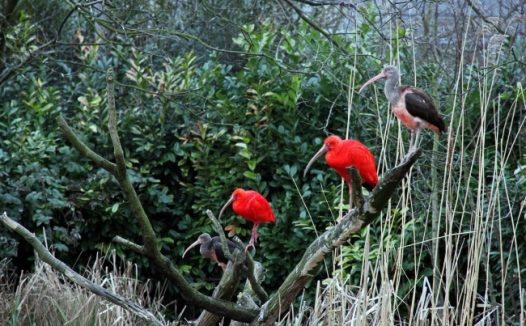 枝头红色鸟图片