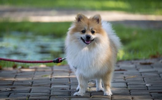 博美犬宠物狗图片