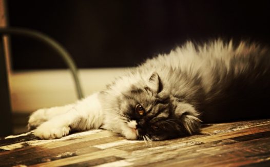 可爱长毛波斯猫图片