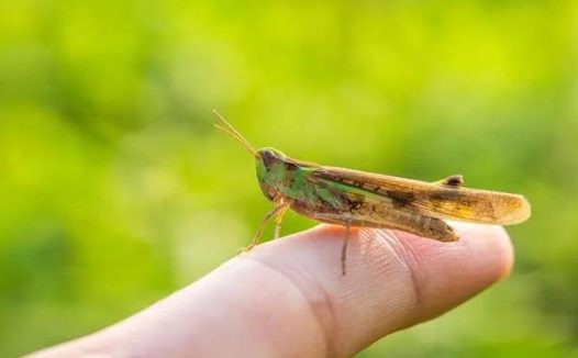 蚂蚱会认主人吗