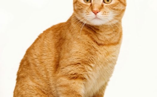 姜黄色美国短毛猫图片