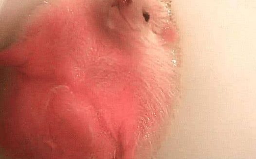 男友帮刺猬洗澡,主人进去一看,被这画面吓坏了,几分熟了