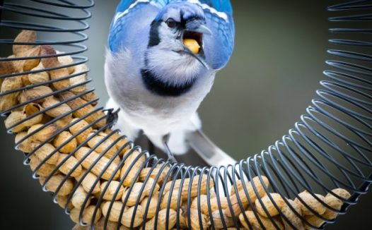 蓝白羽毛观赏鸟图片