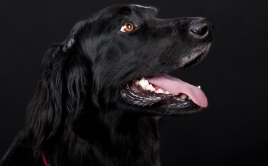 黑色狗狗图片肖像