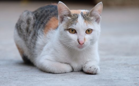 匍匐姿势的小猫图片