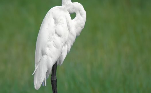 野生白色牛背鹭摄影图片
