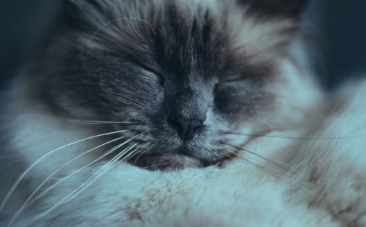 小萌猫睡觉图片