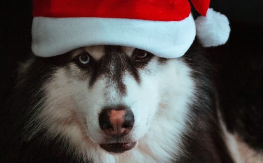 戴圣诞帽的二哈图片