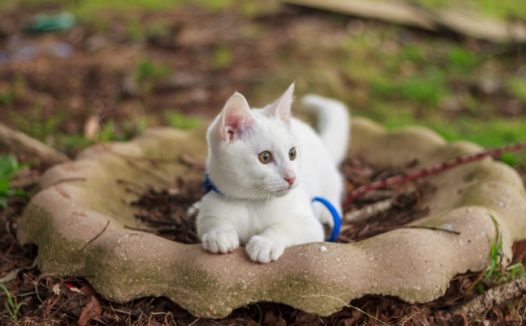 可爱白色家养猫咪图片