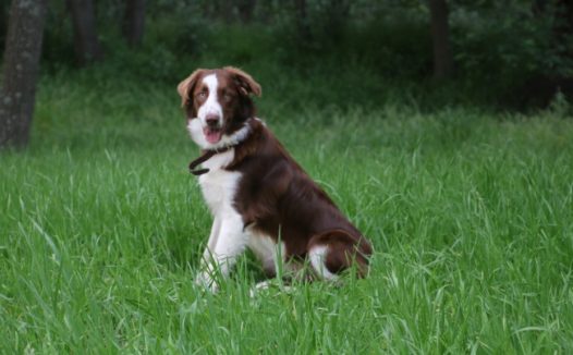 家养边境牧羊犬图片