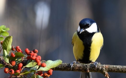 一只山雀鸟图片