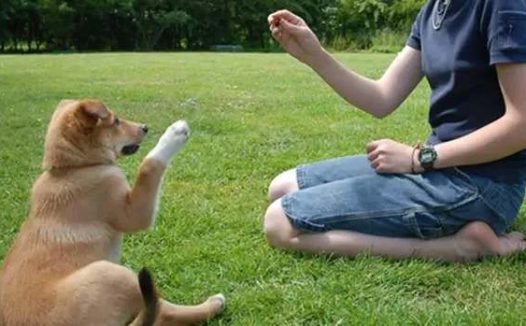 如何训练狗狗听话自己训练