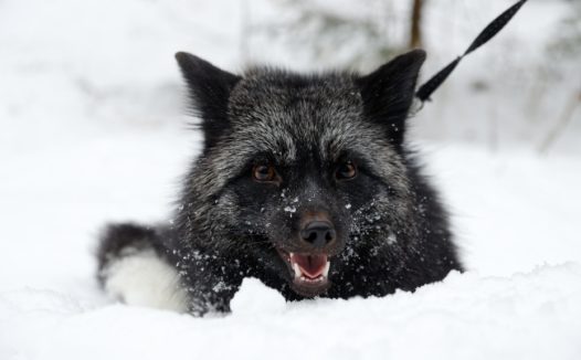 雪地黑狼犬图片