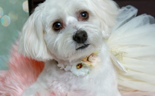 可爱马尔济斯犬图片