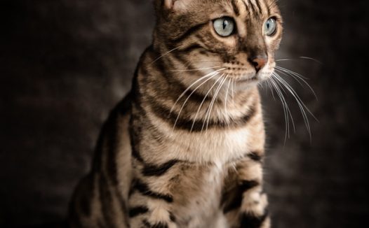 可爱孟加拉猫摄影图片