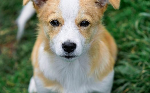 半蹲在草地上的可爱小狗图片