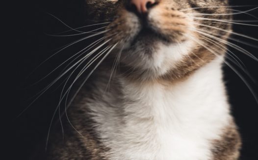 普通家猫呆萌图片