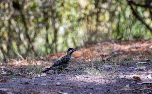 红枕啄木鸟图片