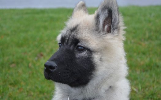 白色宠物狗肖像图片