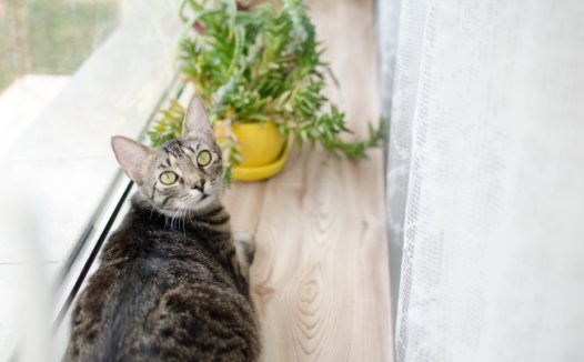 世界上可爱的猫猫图片