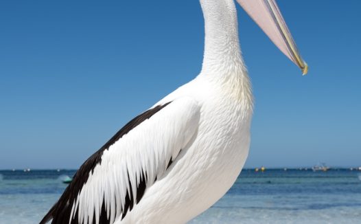 澳大利亚鹈鹕图片