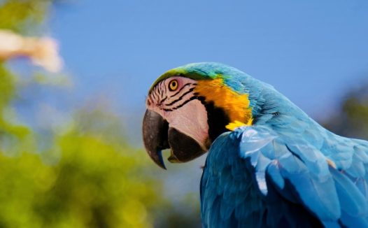 蓝金刚鹦鹉图片