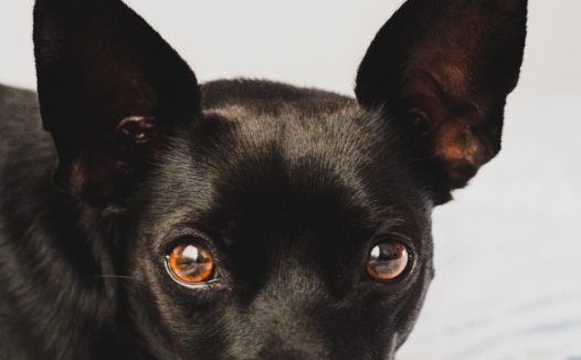 纯黑色吉娃娃图片